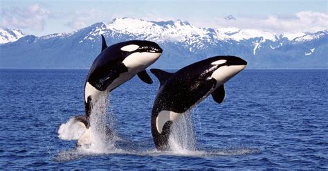 Orca vs Blue Whale: Who Would Win in a Fight? - A-Z Animals