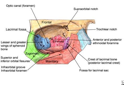 Orbital Bones — Ophthalmology Review