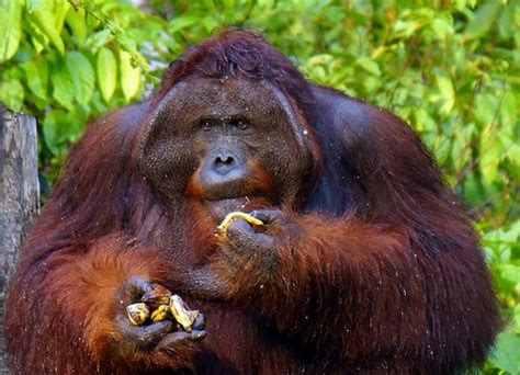 Another Challenge for Orangutan Conservation: Food - Scientific American Blog Network