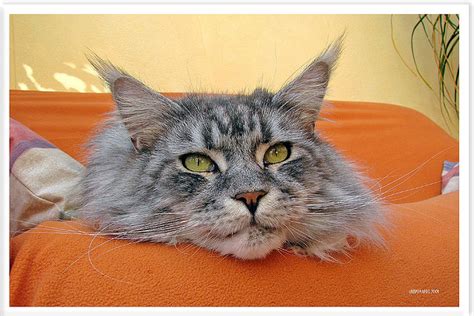 The Silver Tabby Cat: A Truly Beautiful and Intelligent Feline