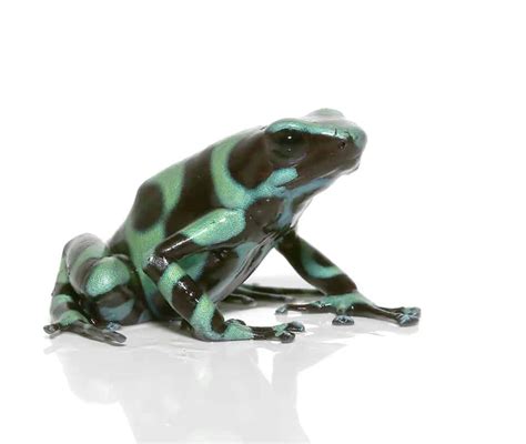 Green and Black Poison Dart frog for sale - Upriva Reptiles