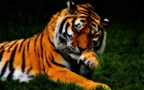 Tiger HD Wallpapers - Wallpaper Cave