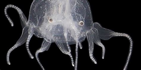 New species of jellyfish discovered with 24 eyes - naturery.net