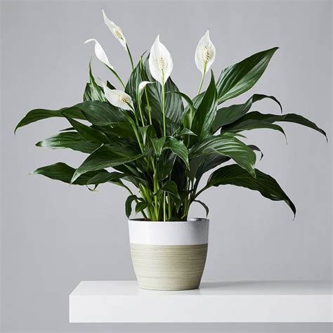 How to Grow and Care for Peace Lilies