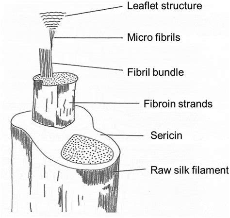 The structure of the raw silk fiber. | Download Scientific Diagram