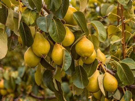 Growing Pear Trees: Tips For The Care Of Pear Trees | Gardening Know How