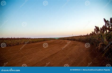 Sorghum Field Sunset Background Stock Image - Image of organic, grain: 96909543