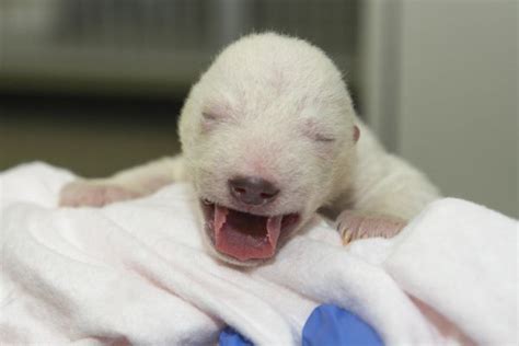 Polar Bear Cub Gets Helping Hand at Columbus Zoo - ZooBorns