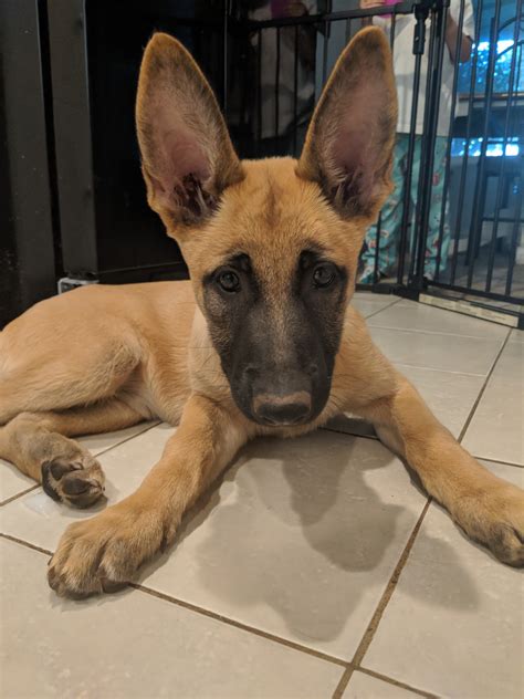 Belgian Shepherd Dog (Malinois) Puppies For Sale | Sacramento, CA #303278