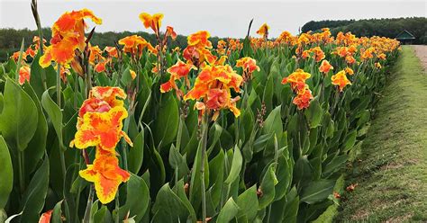 How to Grow and Care for Canna Lilies | Gardener’s Path