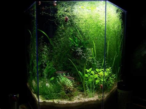 How to Keep and Care for Freshwater Clams in Aquariums - PetHelpful