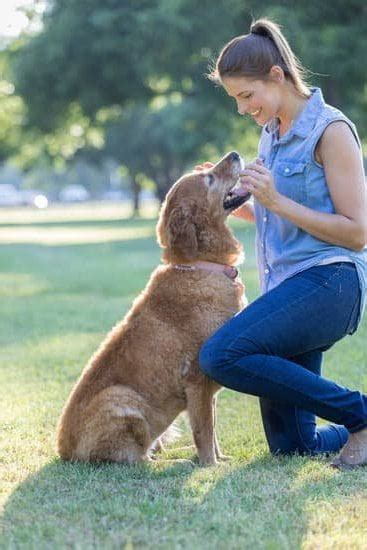 Excessive Dog Barking Training | Every Day Interests