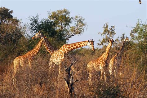 Zakouma National Park in Chad - Safari Experience - Kumakonda