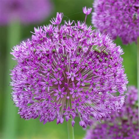 Allium Bulbs | Item # 6023 Purple Sensation | For Sale - Colorblends®