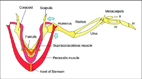 Bird's wing muscle and bones. 8 | Download Scientific Diagram