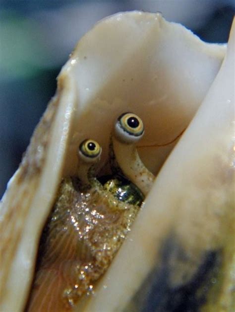 ł ₦ on Twitter: "Conch (marine snail) eyes… "