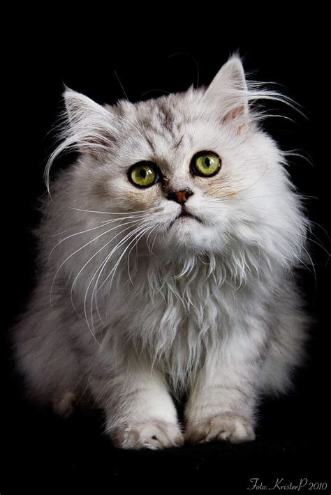 grey persian cat : Biological Science Picture Directory – Pulpbits.net