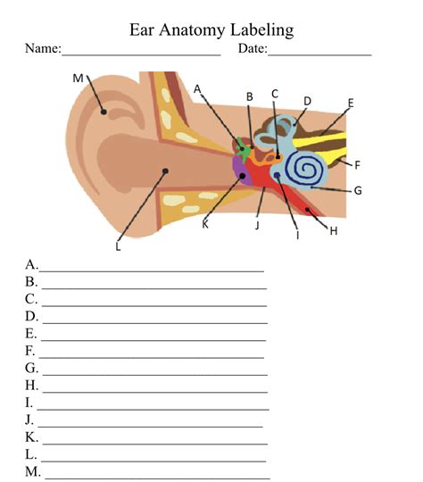 Ear Anatomy Worksheet/Quiz/Test - Classful