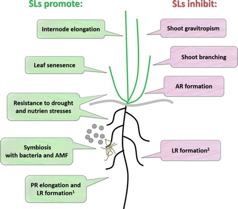 Strigolactone Signaling in Plants | IntechOpen