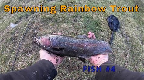 2020 Rainbow Trout Spawn Episode #1! (Beautiful spawning Rainbow Trout colors and releases ...