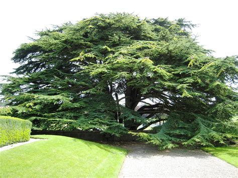 Cedar of Lebanon Tree Seeds–15 Count-One of the most majestic and ...