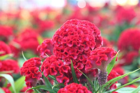 Growing Cockscomb: How to Plant the Most Beautiful Vegetable Out There