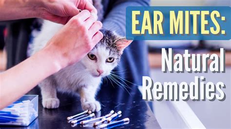 6 Inexpensive Ear Mite Home Remedies - Dr. Jones The Online Vet