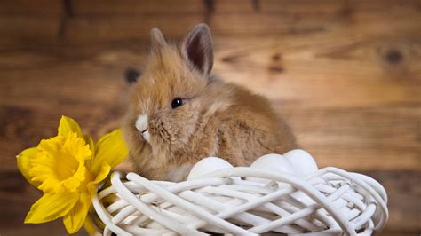 Download Fluffy And Cute Brown Baby Bunny Wallpaper | Wallpapers.com