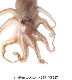 Ocellated Octopus Illustration On White Background Stock Illustration 2262750085 | Shutterstock