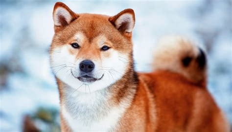 25 Wolf Dog Breeds That Share the Most Characteristics with Wolves