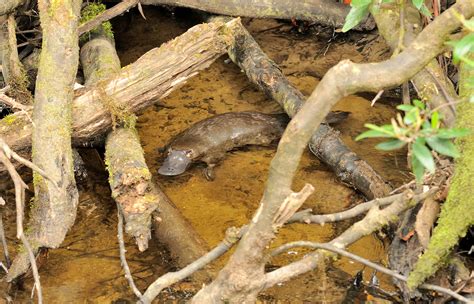 Platypus | San Diego Zoo Animals & Plants