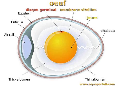 Pédicule vitellin : définition et explications