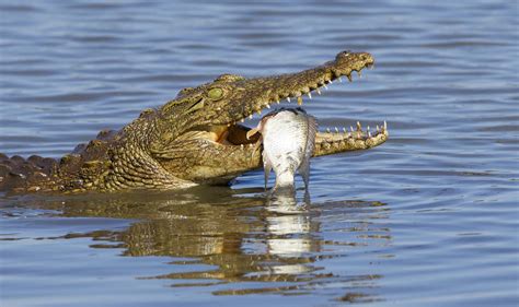 Mpala Live! Field Guide: Nile Crocodile | MpalaLive