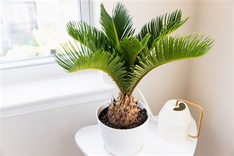 How to Grow and Care for Sago Palms | Indoor palm trees, Sago palm, Palm plant