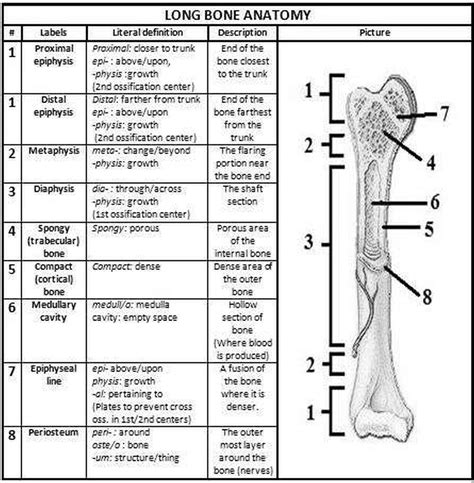 Structure Of A Long Bone Diagram Quiz Human Anatomy And Phys