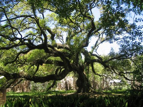 Cathi and Don on the road: Destrehan Plantation, Hot day