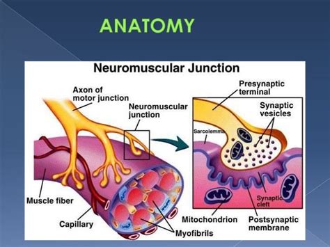 Image result for Neuromuscular | Neuromuscular junction, Neuromuscular ...