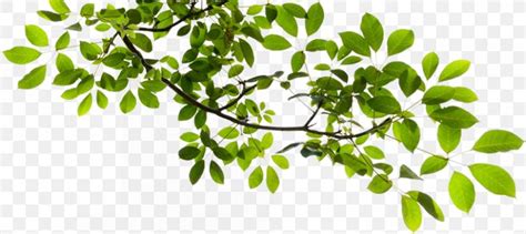 Tree Branch Clip Art, PNG, 846x378px, Tree, Branch, Herb, Herbalism, Image File Formats Download ...