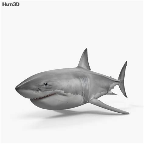 Animated Great White Shark HD 3D model - Animals on Hum3D