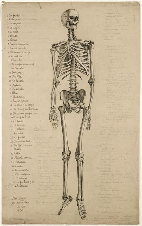 Anatomical drawing of a human skeleton, England, 1840 Attributed to John Linnell (1792-1882 ...