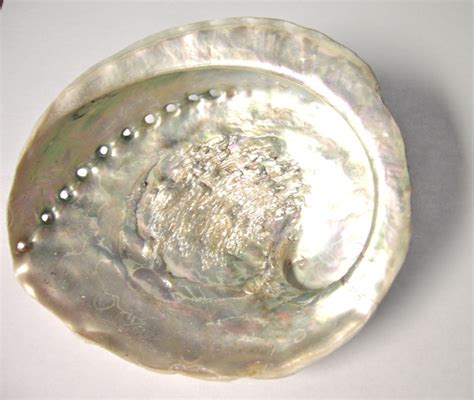 Australian White Abalone Shell - The Mystic Medium