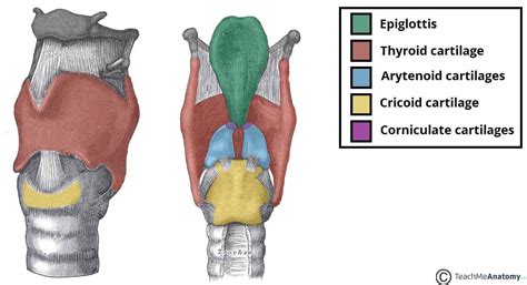 The Larynx - TeachMeAnatomy