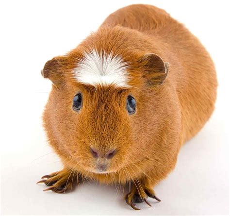 Guinea Pig Breeds - Discover 13 Different Cavies With Our Complete List