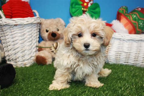 Malti Poo Puppies For Sale - Long Island Puppies