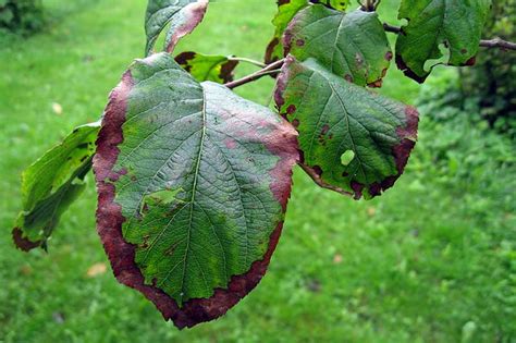 Apple Tree Leaf Diseases Uk | Leafandtrees.org