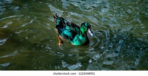 Close Portrait Male Manky Mallard Duck Stock Photo 1224348901 ...