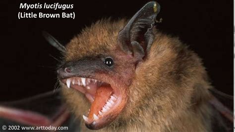 Myotis lucifugus - Vector Control Services