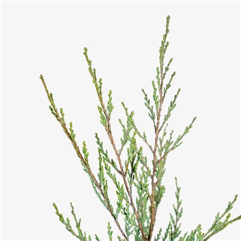 Moonglow Juniper For Sale Online | The Tree Center