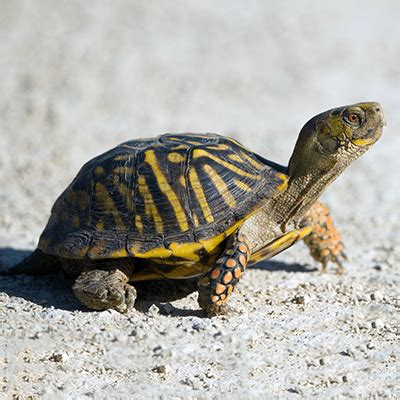 Ornate Box Turtle - Our Animals - Henry Vilas Zoo