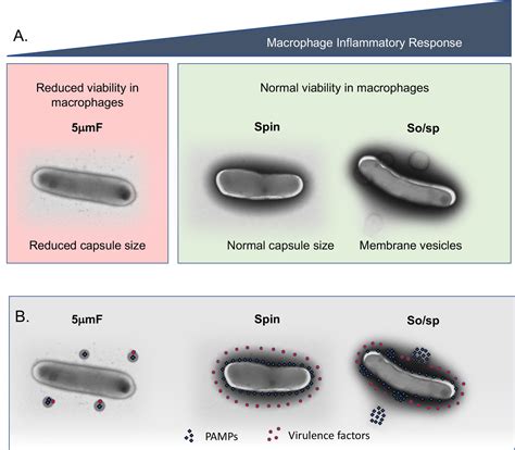 Single Cell Preparations Of Mycobacterium Tuberculosis, 45% OFF